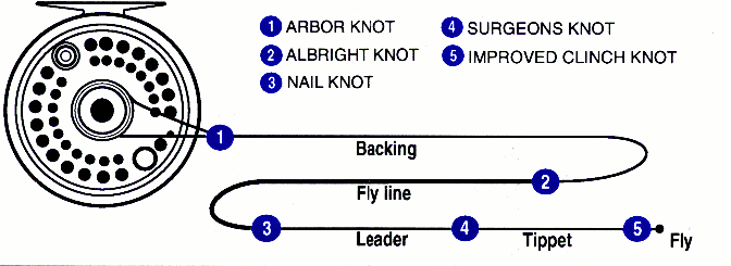 Diagram showing fly fishing line knots: arbor knot, albright knot, nail knot, surgeon's knot, improved clinch knot, and the reel, backing, fly line, leader, tippet, and fly.